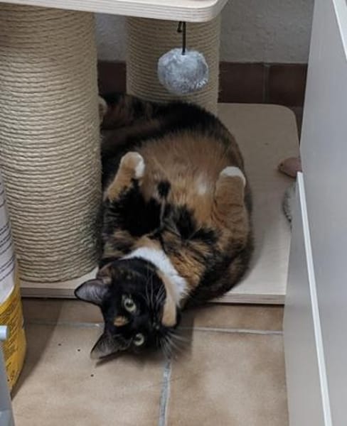 Casseema - eine scheue Schönheit