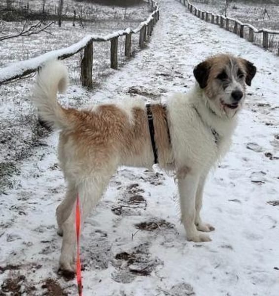 Fussel, verschmust, menschenbezogen