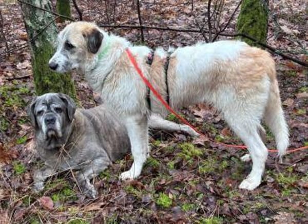 Fussel, verschmust, menschenbezogen