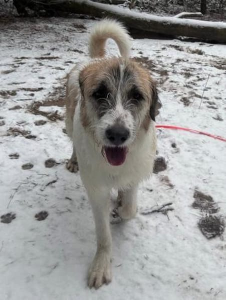 Fussel, verschmust, menschenbezogen