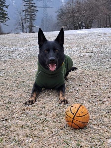 Zuhause gesucht für Kami