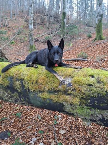 Zuhause gesucht für Kami