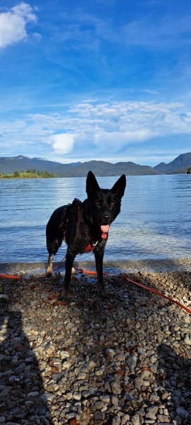 Zuhause gesucht für Kami