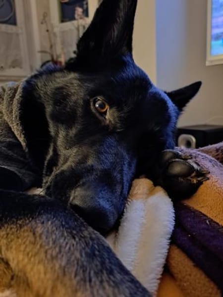 Zuhause gesucht für Kami