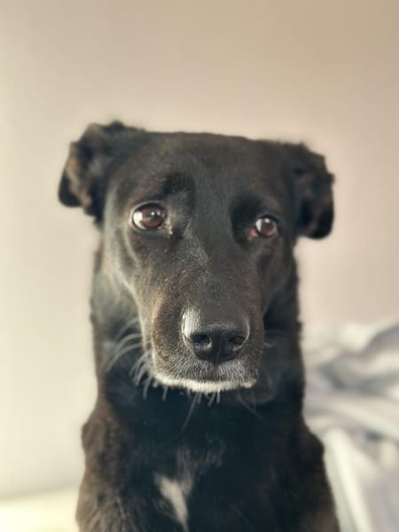 KYLIE (*03.2021) auf PS in 80807 München