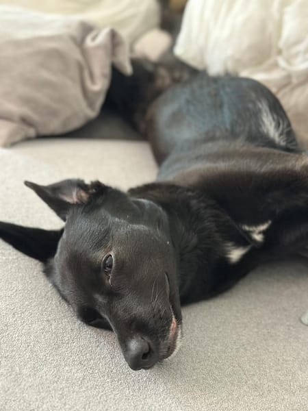 KYLIE (*03.2021) auf PS in 80807 München