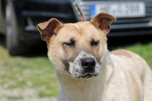 Luca - zutraulicher, aparter Rüde