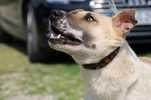 Luca - zutraulicher, aparter Rüde