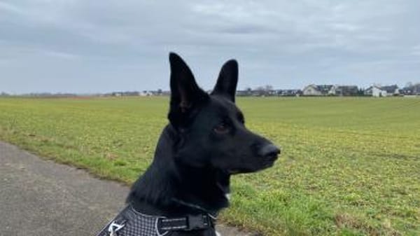 COOPER ❤ sensibler Schäferhund, Köln