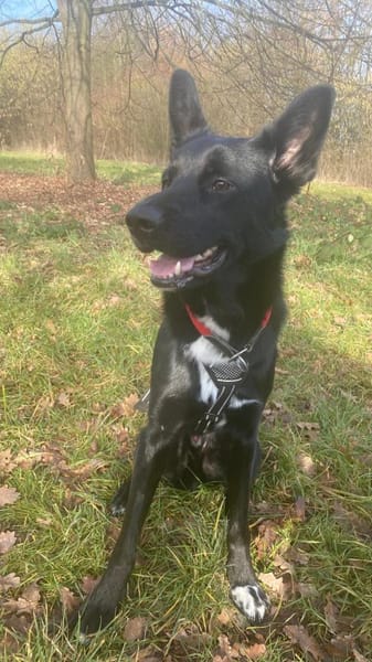 COOPER ❤ sensibler Schäferhund, Köln