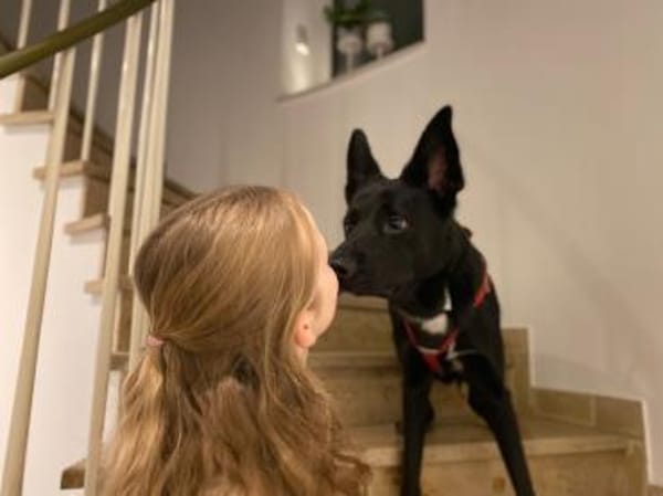 COOPER ❤ sensibler Schäferhund, Köln