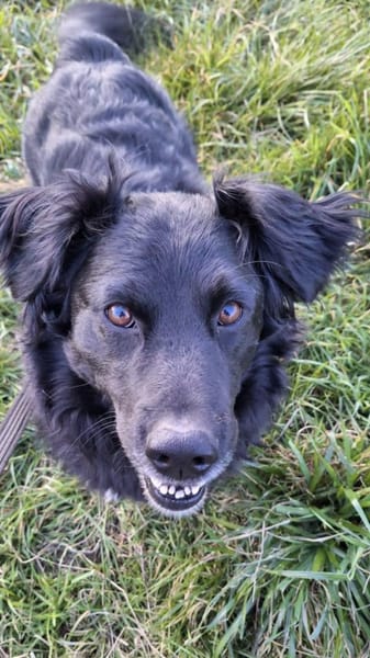 Tobi 💙 sucht seine Menschen