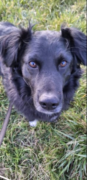 Tobi 💙 sucht seine Menschen