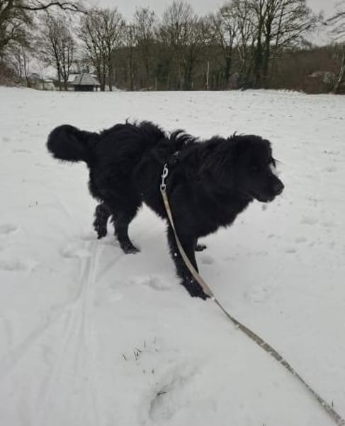 Toni sucht seine Familie 💙