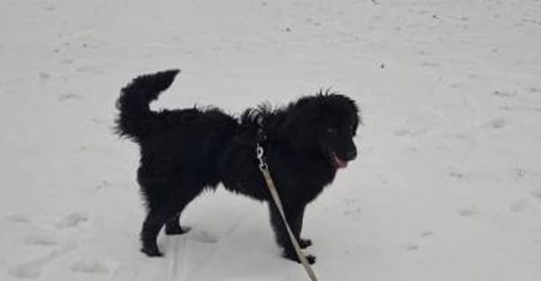 Toni sucht seine Familie 💙