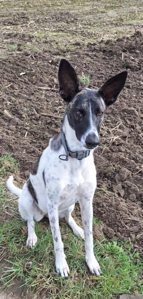 Franka sucht ihre Familie