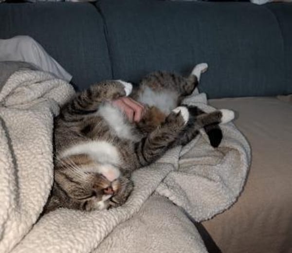 Sid sucht ein liebevolles Zuhause