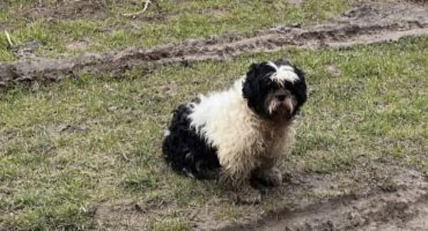 Dringend Pflegestelle gesucht 💙🙏