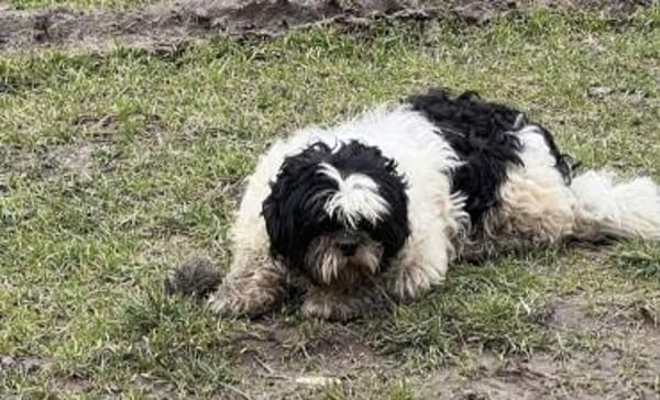 Dringend Pflegestelle gesucht 💙🙏