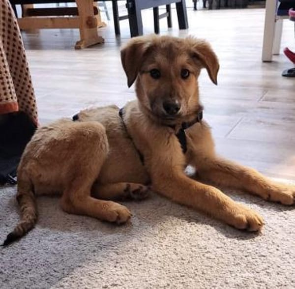 Pepper 💙 sucht seine Familie 🍀