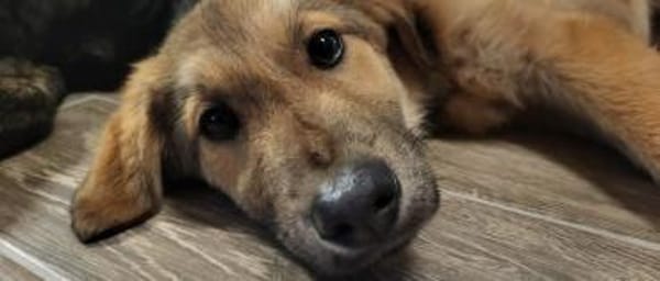 Pepper 💙 sucht seine Familie 🍀