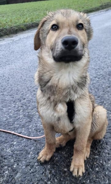 Pepper 💙 sucht seine Familie 🍀