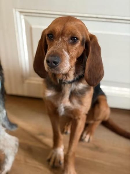 BONITA - menschenbezogene, ruhige Hündin