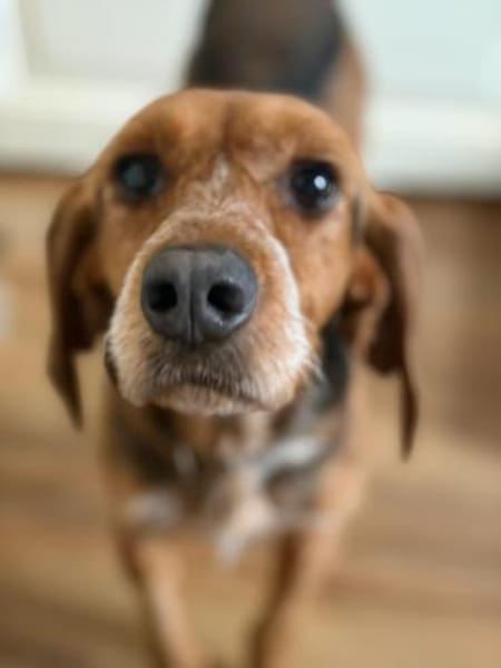 BONITA - menschenbezogene, ruhige Hündin