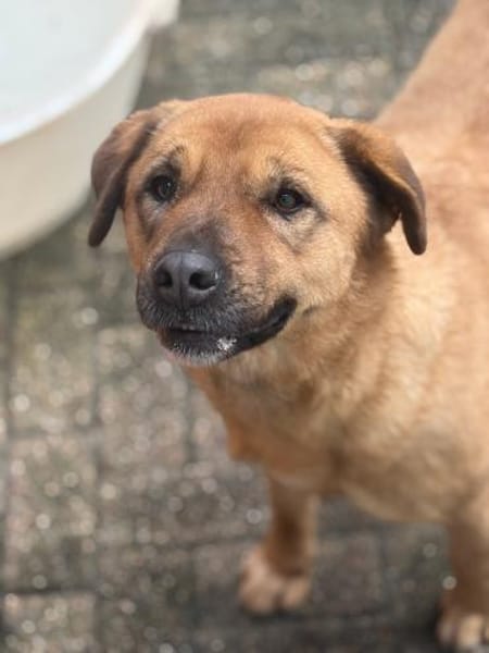 LEMONIA - Goldschatz sucht Zuhause