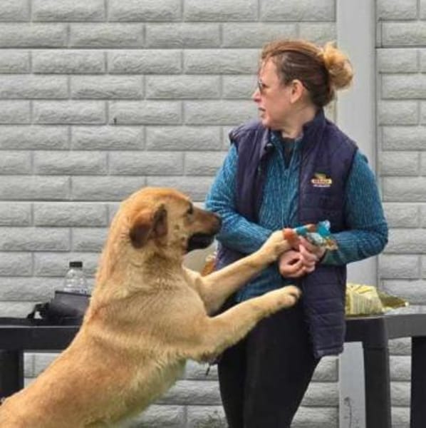 LEMONIA - Goldschatz sucht Zuhause