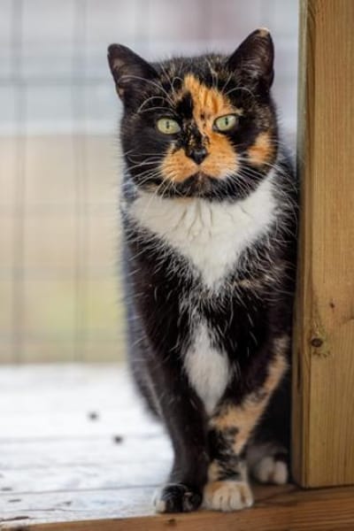 Jean - eigenwillige Schildpattschönheit