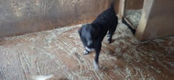 Pepita sucht ihre Menschen