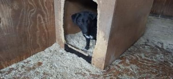 Pepita sucht ihre Menschen