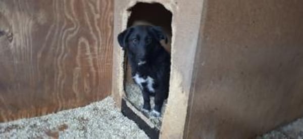 Pepita sucht ihre Menschen