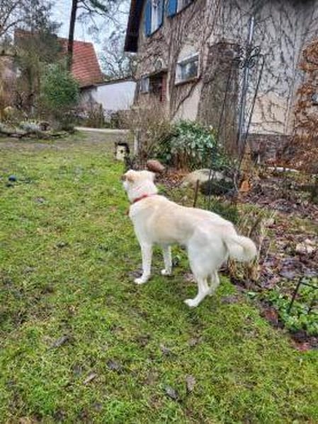 Liebe, anhängliche Junghündin