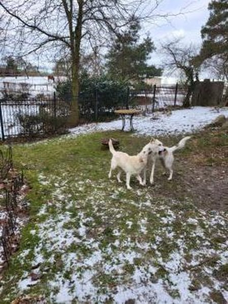 Liebe, anhängliche Junghündin