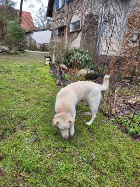 Liebe, anhängliche Junghündin