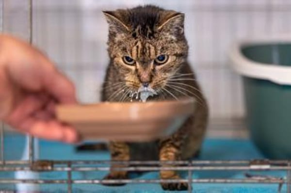 Libby - Fundkatze mit Herz