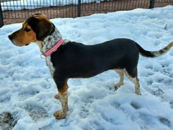 YUKINA -fröhlicher Familienhund-