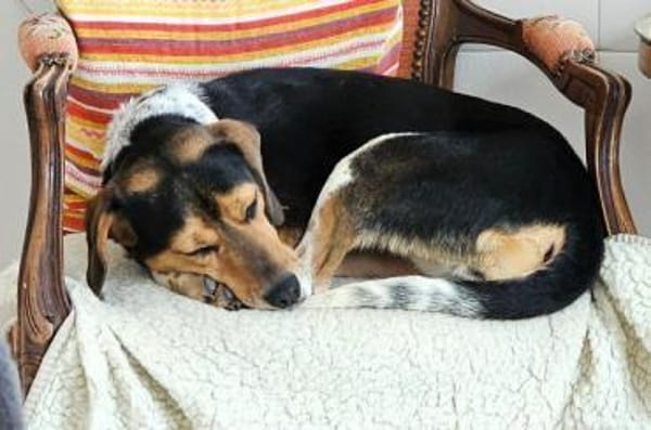 YUKINA -fröhlicher Familienhund-