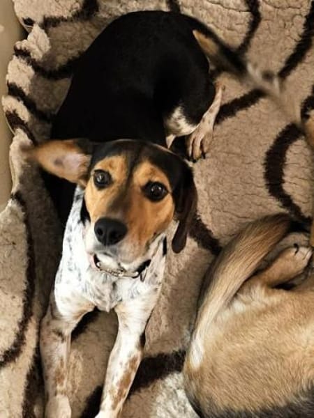 YUKINA -fröhlicher Familienhund-