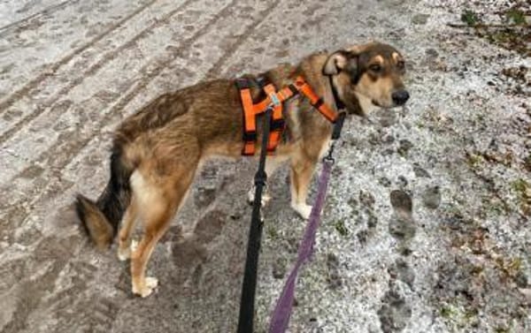 SKADI - fröhliches, liebes Hundemädchen