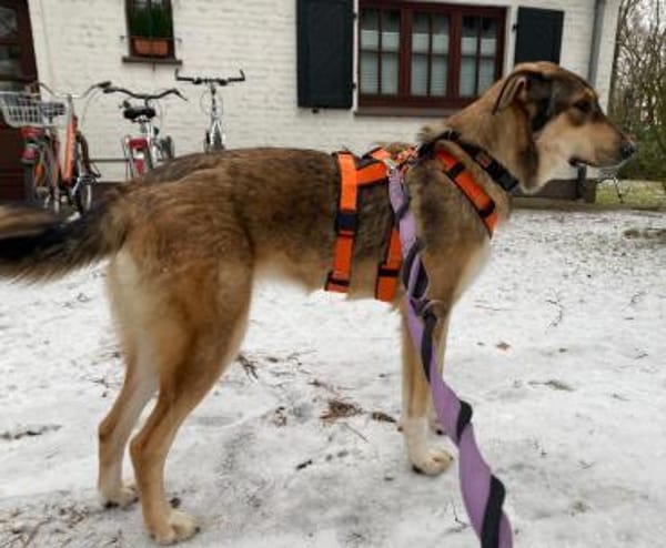 SKADI - fröhliches, liebes Hundemädchen