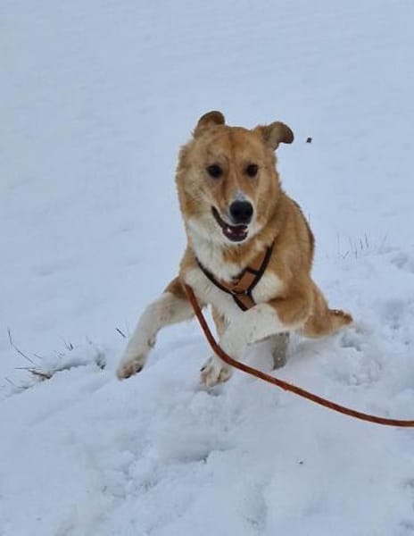 JORDY - charmanter, lieber Hundebub
