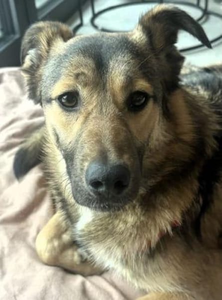 ANGELO -Freundlich, ruhig & zurückhalten