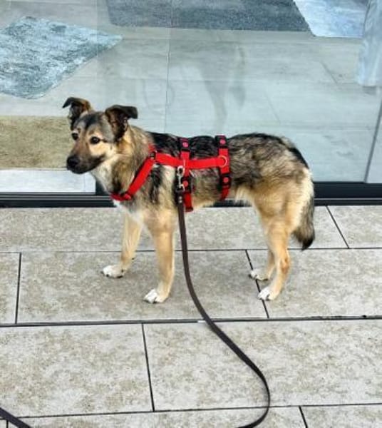 ANGELO -Freundlich, ruhig & zurückhalten