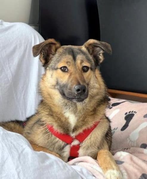 ANGELO -Freundlich, ruhig & zurückhalten