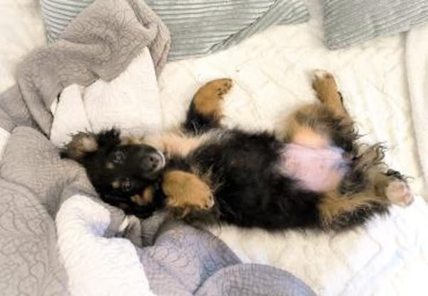 Polly sucht ihr Körbchen für immer 🍀🐾