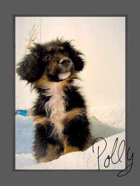 Polly sucht ihr Körbchen für immer 🍀🐾