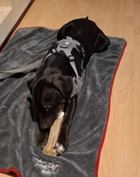 Hektor aktiver Junghund